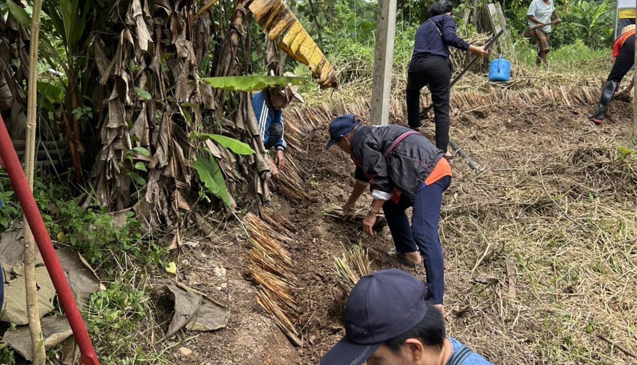 เทศบาลตำบลเด่นชัย เปิดกิจกรรมฝึกอบรมการพัฒนาและรณรงค์การใช้หญ้าแฝกอันเนื่องมาจากพระราชดำริ ณ ศูนย์สาธิตเกษตรอินทรีย์เทศบาลตำบลเด่นชัย